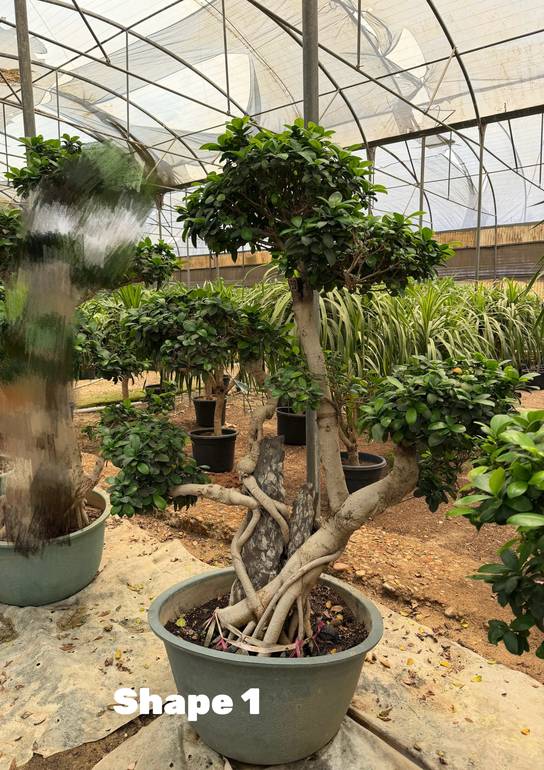 Bonsai Shape 1