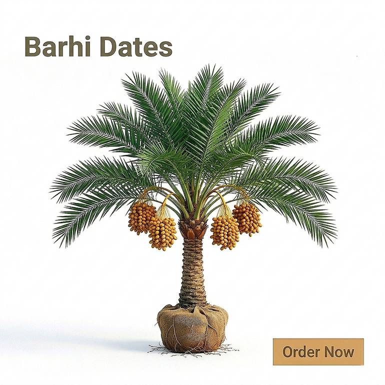 Barhi Date Palm
