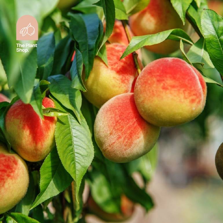 Peach Tree