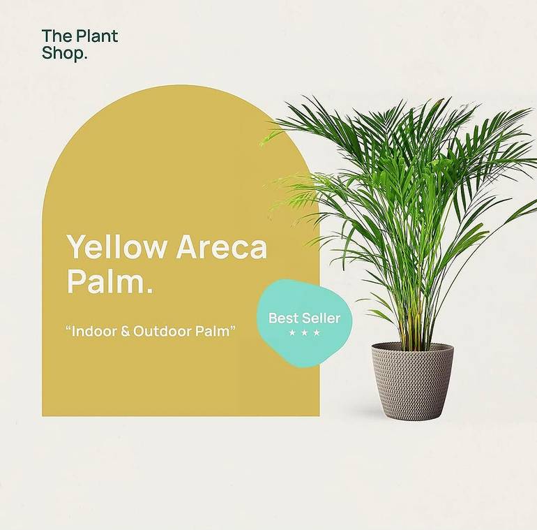 Yellow Areca Palm
