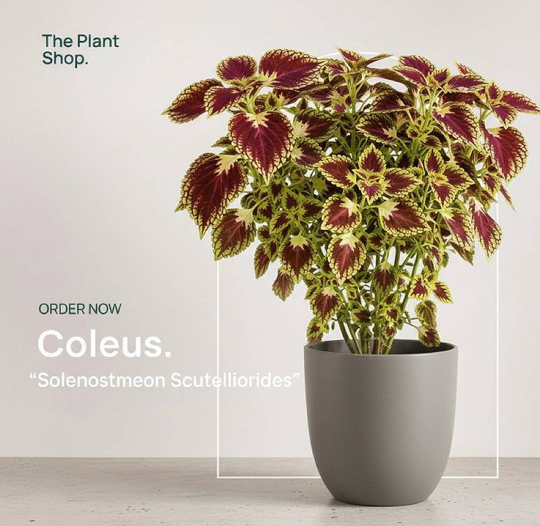 Coleus
