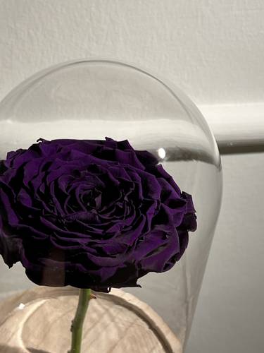 Forever Rose