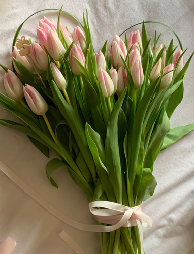 Tulip