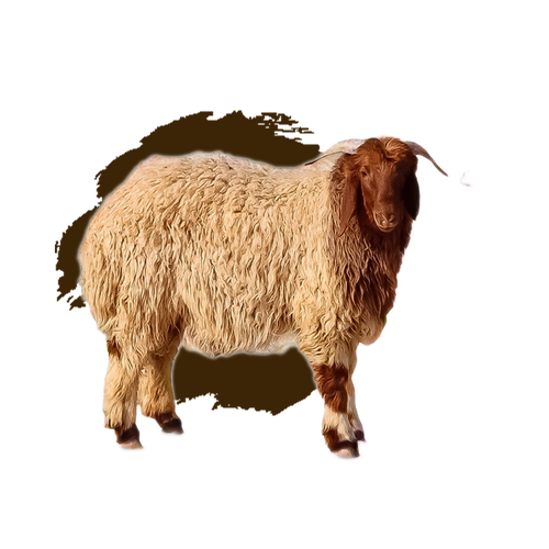 نص نعيمي هرفي وسط