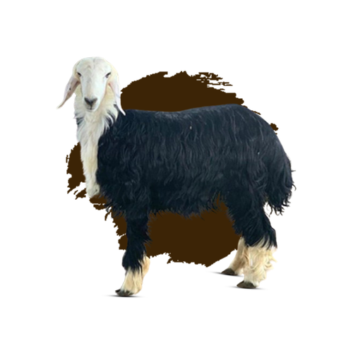 Half Najdi Harfi Lamb Carcass - Medium Size / نصف ذبيحة لحم نجدي هرفي - حجم متوسط