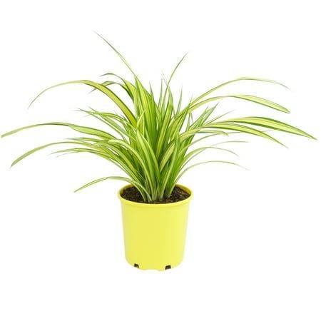 كادى مخطط اصفر 50 سم