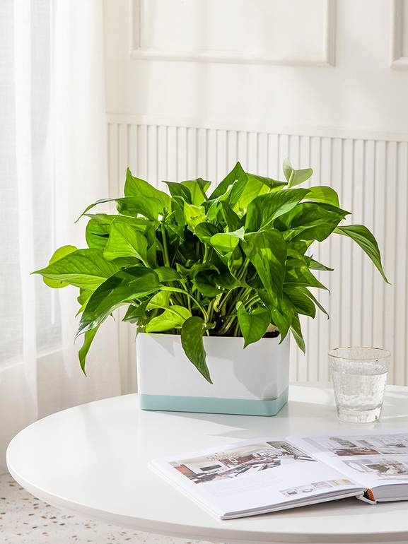 مركن ذاتي الري ملون C21-CD,22*13*12 CM