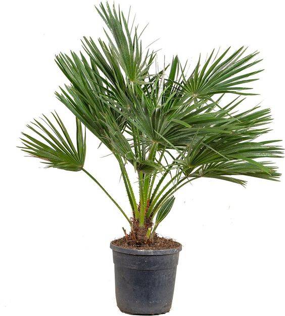 نخيل شاميروبس