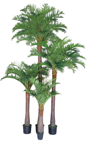 نخيل الكوكس الصناعي