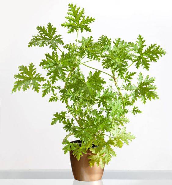 عطرة 