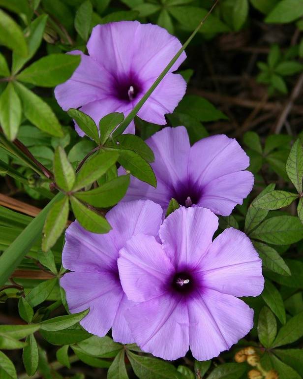 ايبوميا ( ست الحسن - سلك التليفون )