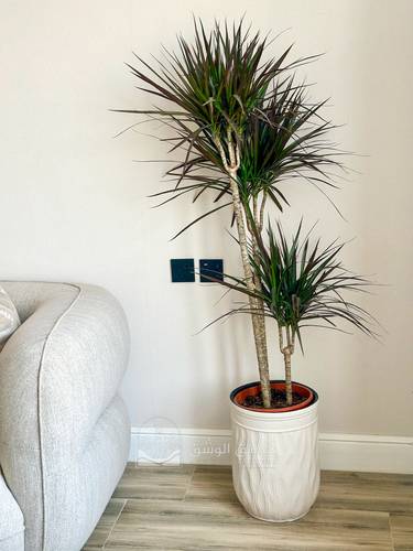 Dragon tree (Dracaena marginata)