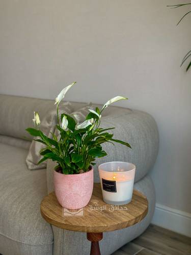 Spathiphyllum (Peace Lily)