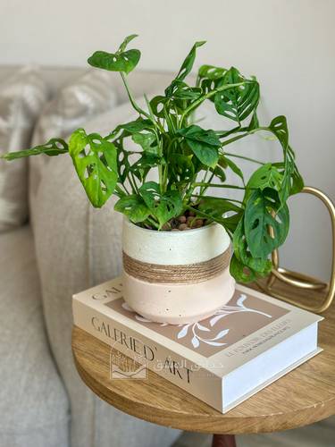 Philodendron Broken Heart(Monstera Adansonii)