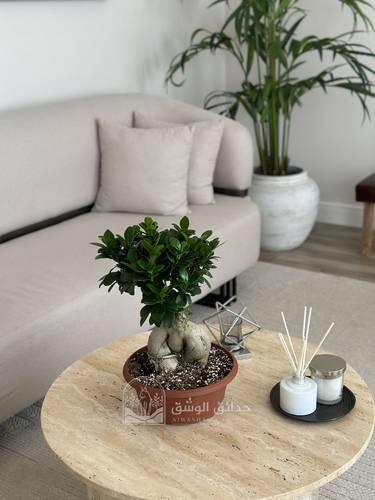 Bonsai