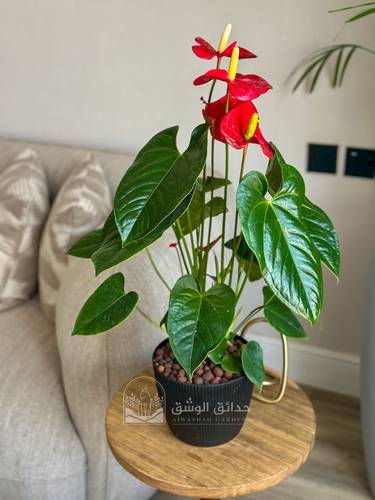 Anthurium (flamingo flower)