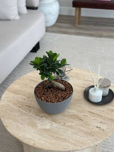 نبتة بونساي في مركن بلاستيك راقي