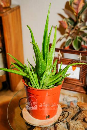 نبتة صبار الألوفيرا