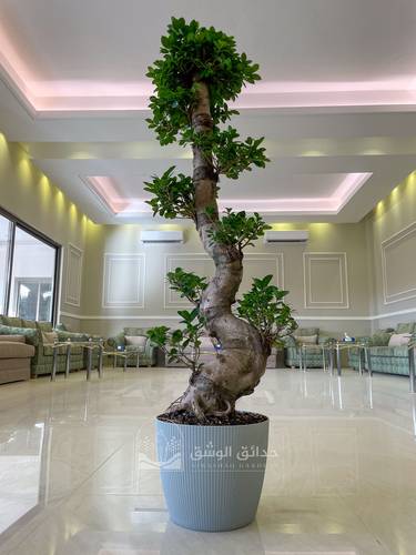 نبتة بونساي حجم كبير في مركن بلاستيك سماوي