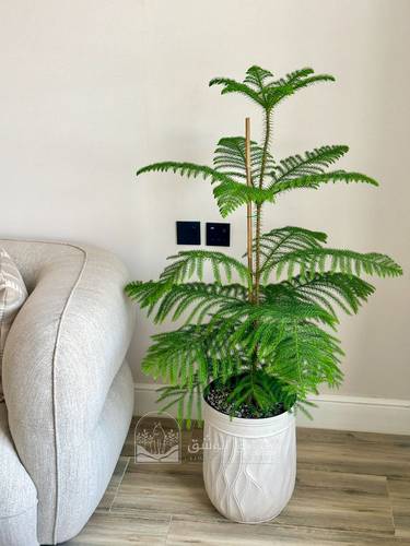 Aurocaria heterophylla (Norfolk Island pine)