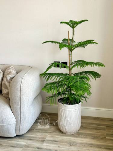 Aurocaria heterophylla (Norfolk Island pine)