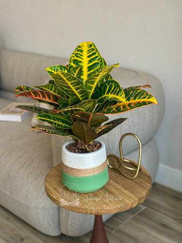 Codiaeum variegatum (Golden Croton)