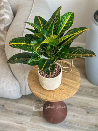 Codiaeum variegatum (Croton)