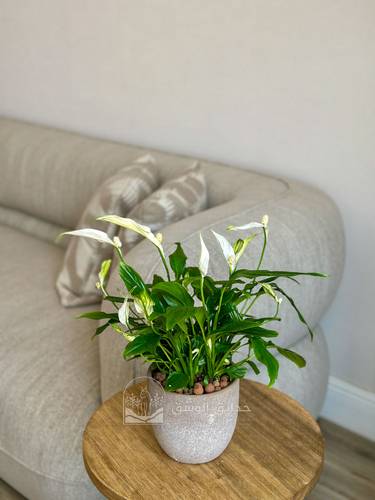 Spathiphyllum (Peace Lilly)