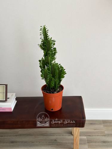 نبتة ايفوربيا تريقونا