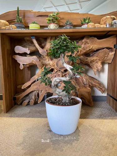 Bonsai