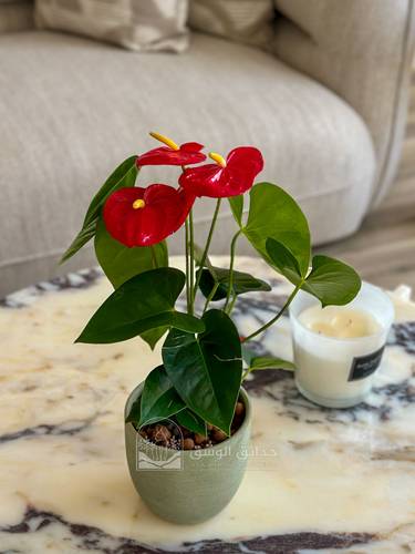 Anthurium (Flamingo Flower)