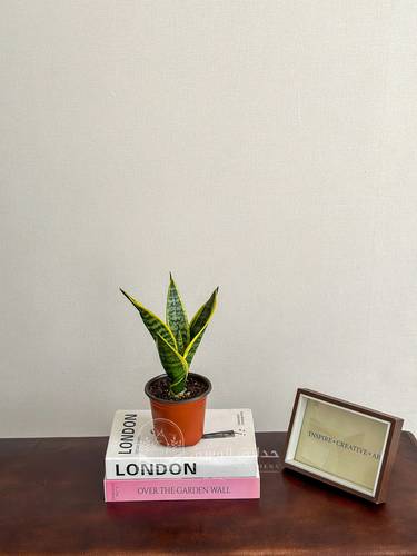 Dracaena trifasciata - Snake Plants 'Sansevieria'