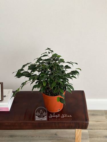  نبتة فيكس بنجامينا
