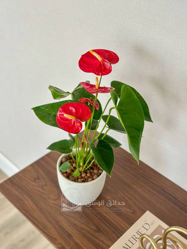 Anthurium Flamingo Flower