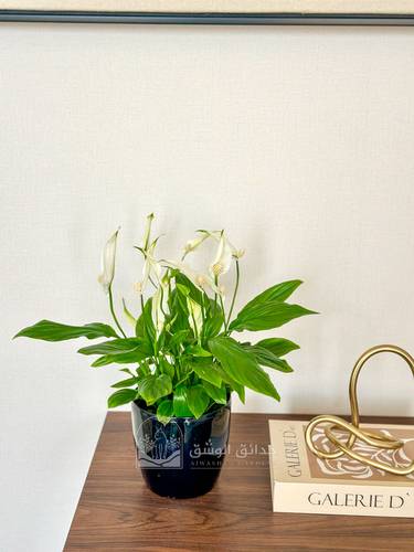 Spathiphyllum (Peace lily Plant)