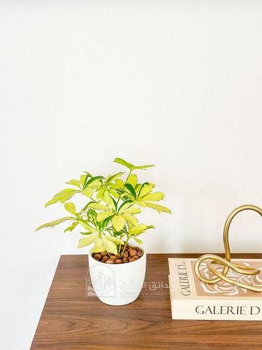 Schefflera Arboricola