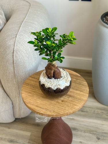 Bonsai (ficus)
