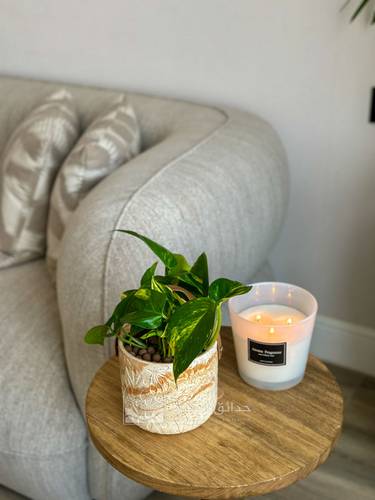 Pothos (Money Plant)