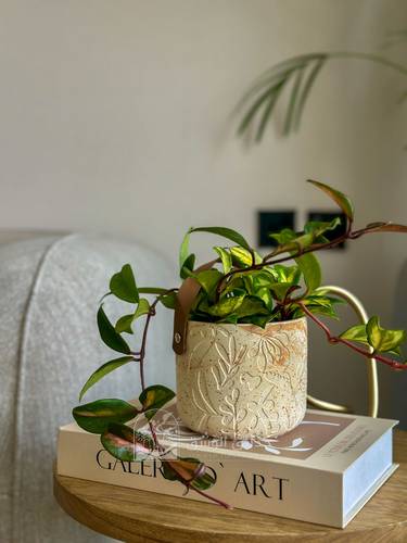 Hoya carnosa Tricolor - Wax Plant