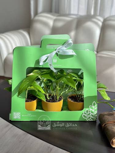 توزيعات نبتة البوتس - الباقة الذهبية