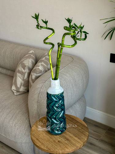 Lucky Bomboo 70cm