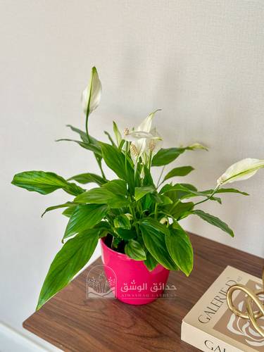 نبتة الاشرعة البيضاء ( سباثيفيلوم ) في حوض فايبر فوشي