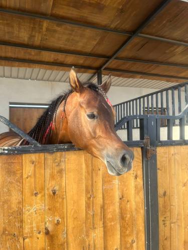 ايواء خيل (غرفة)