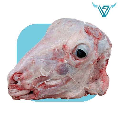 راس غنم طازج مشلوطة