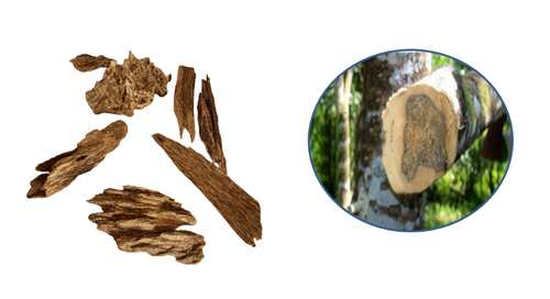 عود سومطرا ( كانبارو)