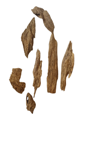 عود امبون