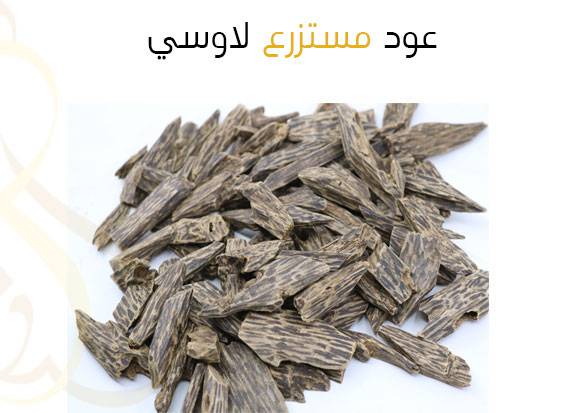 عود مستزرع لاوسي
