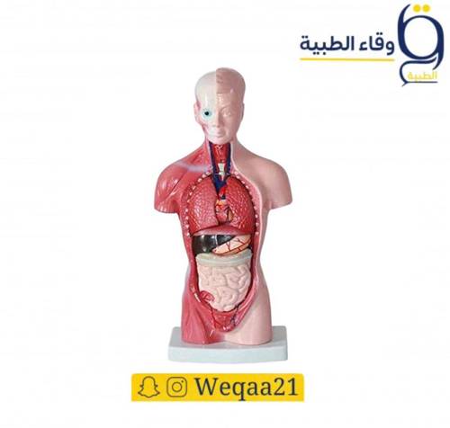 نموذج تشريحي تعليمي نصف جسم الأنسان 25CM