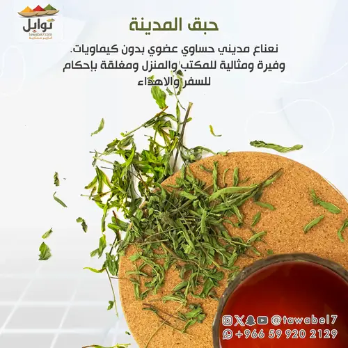حبق المدينة | نعناع مديني حساوي عضوي بدون كيماويات