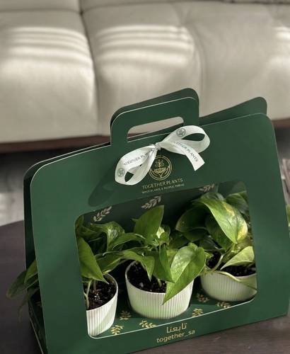 توزيعات نبتة البوتس 🌱